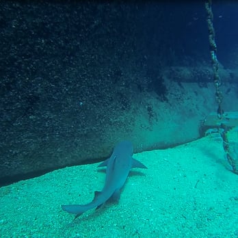 Kaimana Divers - Shark at the Navy Training Wreck - Scuba Diving Near Me - Honolulu, Hawaii Kaimana Divers - Shark at the Navy Training Wreck - Scuba Diving Near Me - Honolulu, Hawaii