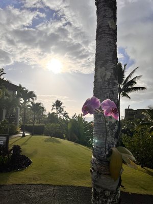 Hanalei Bay Resort by null