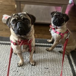 My Puppy Rocks - Titus and Terror are top students at My puppy rocks