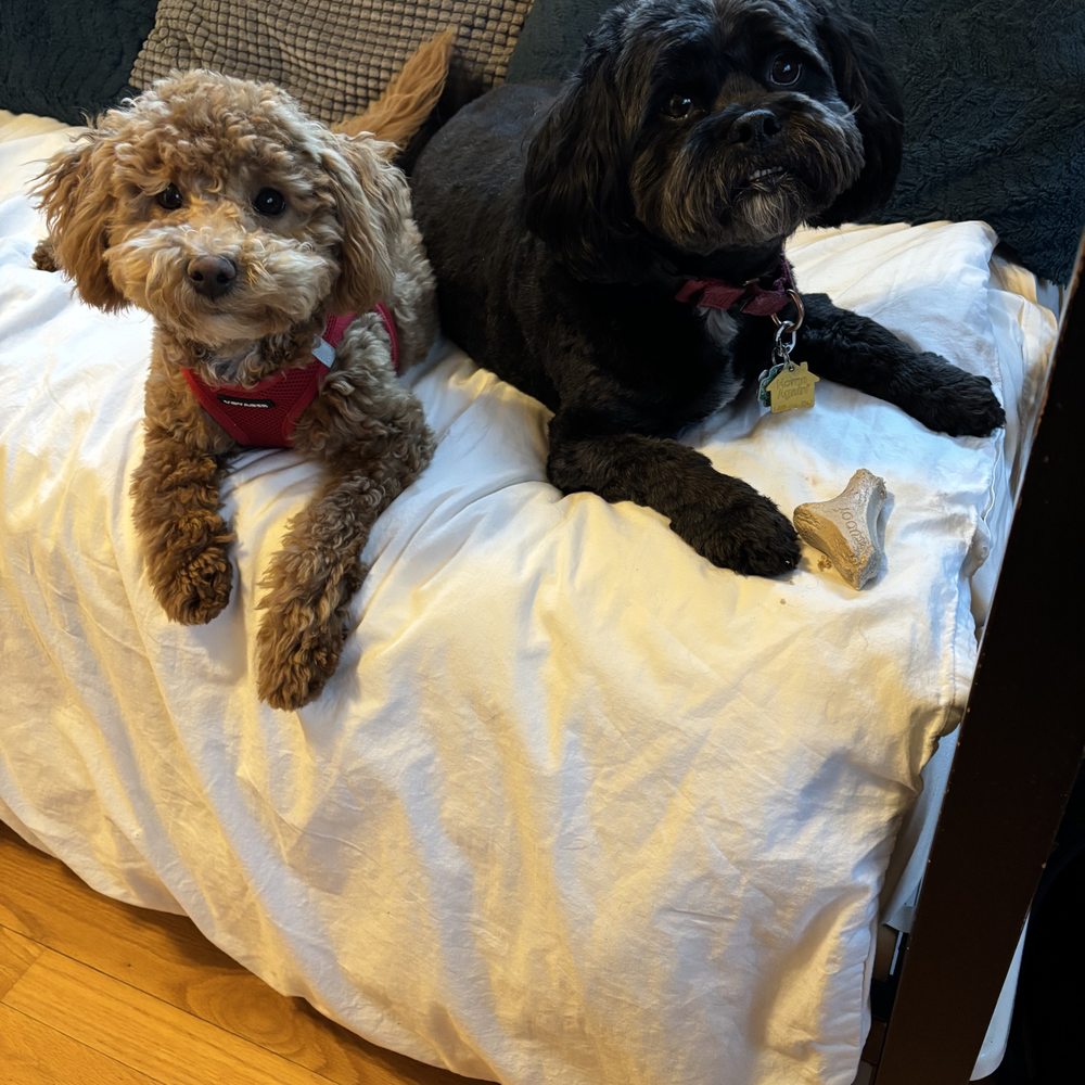Foxwood Kennels - Penny and Lucky! - Pet Adoption Near Me - De Pere, Wisconsin Foxwood Kennels - Penny and Lucky! - Pet Adoption Near Me - De Pere, Wisconsin