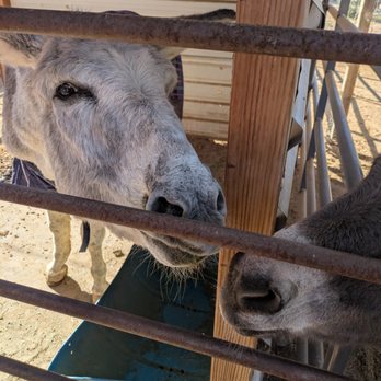 Forever Home Donkey Rescue and Sanctuary - Animal Shelters Near Me - Benson, Arizona