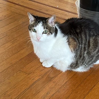 Melanie Loves Animals - Pet Sitting Near Me - Santa Fe, New Mexico