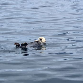 Tlingit Sea Tours - Sea Otter - Boat Tours Near Me - Sitka, Alaska Tlingit Sea Tours - Sea Otter - Boat Tours Near Me - Sitka, Alaska