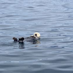 Tlingit Sea Tours - Sea Otter