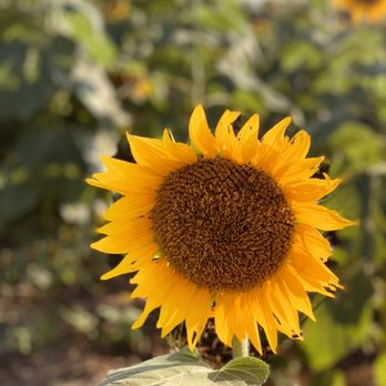 Grinter's Sunflower Farm - Farms Near Me - Lawrence, Kansas