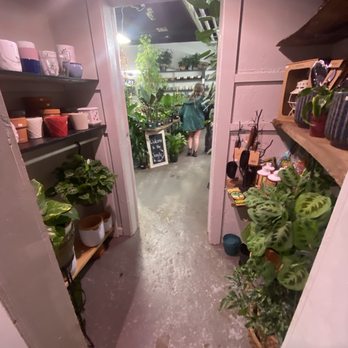 Chlorophyll - entrance to jungle - Home Decor Near Me - Asheville, North Carolina