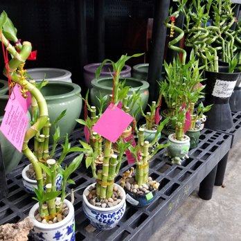 Koolau Farmers - Lucky bamboo - Home & Garden Near Me - Kaneohe, Hawaii Koolau Farmers - Lucky bamboo - Home & Garden Near Me - Kaneohe, Hawaii