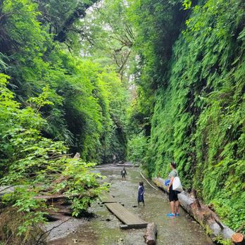 Fern Canyon Trailhead - Fern Canyon - Parks Near Me