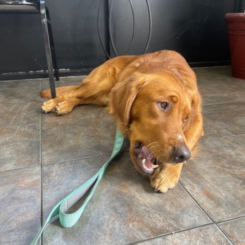 Jiffy Lube - Scooby approves of the great customer service!! - Oil Change Stations Near Me - La Habra, California
