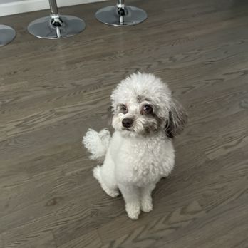 LUV 4 PUPS Pet Grooming - Dog - Pet Groomers Near Me - Belleville, New Jersey LUV 4 PUPS Pet Grooming - Dog - Pet Groomers Near Me - Belleville, New Jersey