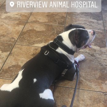 Riverview Animal Hospital - Happy because the entire staff was loving him! - Veterinarians Near Me - Bellevue, Kentucky Riverview Animal Hospital - Happy because the entire staff was loving him! - Veterinarians Near Me - Bellevue, Kentucky