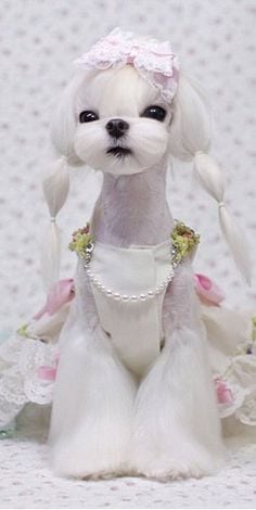 My Precious Maltese Image