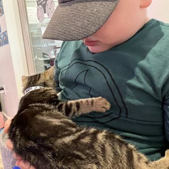 Cat Cafe Maui - Pet Adoption Near Me - Kahului, Hawaii