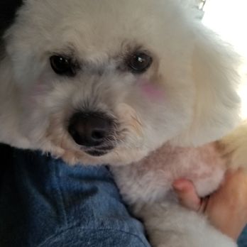Petstar Grooming - Pet Groomers Near Me - La Crescenta, California