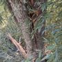 H&H Tree & Crane Service