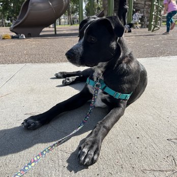 Dogfather Dog Institute - Puppy at playground. - Pet Training Near Me Dogfather Dog Institute - Puppy at playground. - Pet Training Near Me