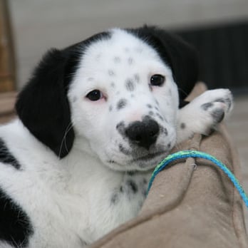 Hudson Wine Merchants - a black and white dalmatian puppy - Beer, Wine & Spirits Near Me - Hudson, New York Hudson Wine Merchants - a black and white dalmatian puppy - Beer, Wine & Spirits Near Me - Hudson, New York