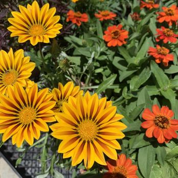 Sunset Nursery - Flower - Nurseries & Gardening Near Me - Los Angeles, California