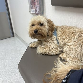 Point Loma Veterinary Clinic - Veterinarians Near Me - San Diego, California Point Loma Veterinary Clinic - Veterinarians Near Me - San Diego, California
