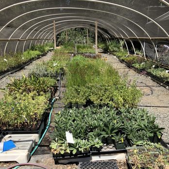 Morningsun Herb Farm - Nurseries & Gardening Near Me - Vacaville, California Morningsun Herb Farm - Nurseries & Gardening Near Me - Vacaville, California
