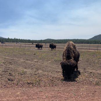Bearizona - Bison - Zoos Near Me - Williams, Arizona Bearizona - Bison - Zoos Near Me - Williams, Arizona
