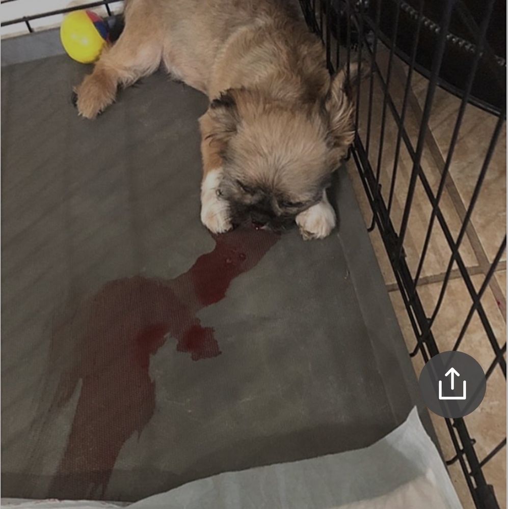 HAPPY PAWS OF EL PASO Updated July 2024 19 Photos & 24 Reviews