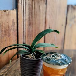 Sweet pops - Mango passion fruit tea.