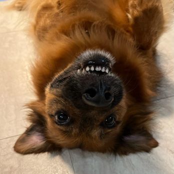 Hele Mai K9 - My Boi all smiles - Taken by Kehau - Pet Boarding Near Me