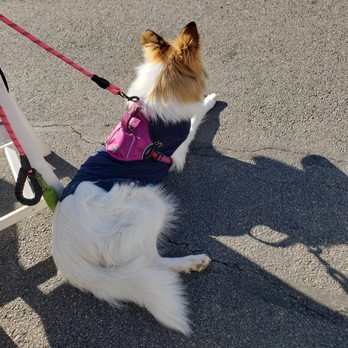 Bear Chase - My other collie making sure no one passes without petting her!!! - Breweries Near Me - Bluemont, Virginia Bear Chase - My other collie making sure no one passes without petting her!!! - Breweries Near Me - Bluemont, Virginia
