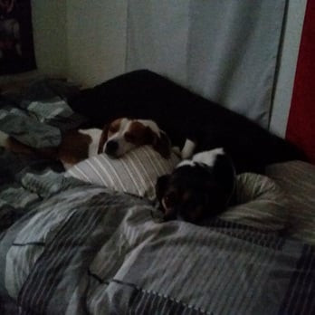Newport Dog Care - Dog Walkers Near Me - Costa Mesa, California