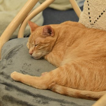 KitTea - Pet Adoption Near Me - San Francisco, California