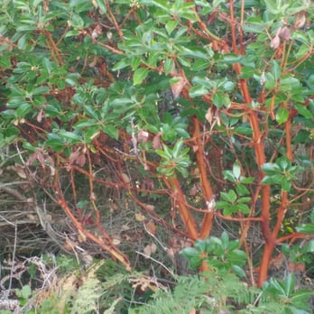 Patos Island State Park - Madronas. - Parks Near Me