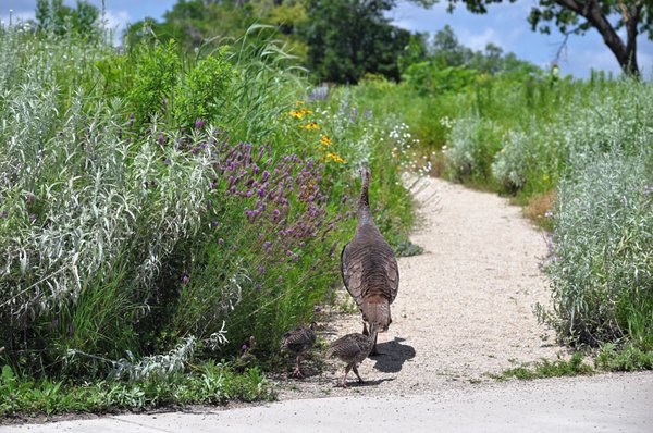 Historic Fort Snelling by null