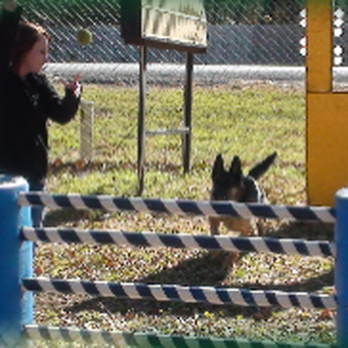 Cappel Canine - Pet Training Near Me - Burleson, Texas Cappel Canine - Pet Training Near Me - Burleson, Texas