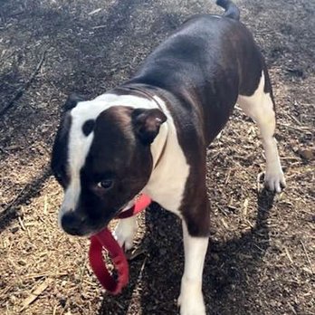Mary's Pet Sitting - Pet Sitting Near Me - Bandon, Oregon Mary's Pet Sitting - Pet Sitting Near Me - Bandon, Oregon