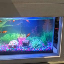 Fish look great and well well taken care of!  Usually I worry about fishies at public places like stores that aren't pet stores.