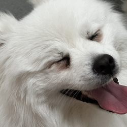 SF Puppy Love