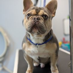 Good Dog Mobile Grooming