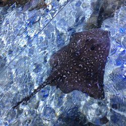 Sea Life