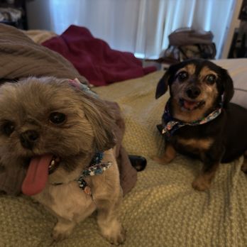 Champ & Charlie's Grooming Salon - Pet Groomers Near Me - Coconut, Florida