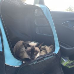 Starbucks - Here's my cat on our short trip through Starbucks .