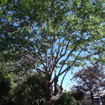DC Trees - Inside thinking of mulberry - Tree Services Near Me - Elk Grove, California