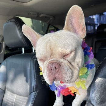 Unity Bulldogs Pet Grooming - Pet Groomers Near Me - San Jose, California Unity Bulldogs Pet Grooming - Pet Groomers Near Me - San Jose, California