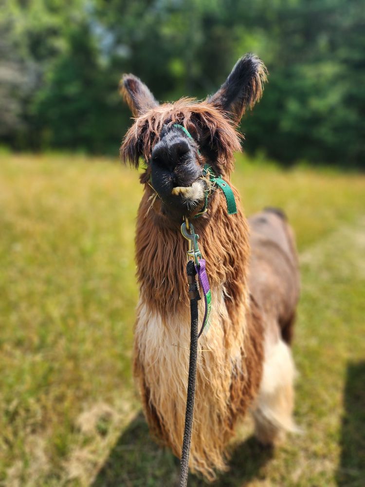 LOWER SHERWOOD FARM Updated August 2024 15 Photos 291 Llama Farm