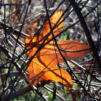 Secret Canyon Trail - Winter - Hiking Near Me - Alpine, California