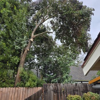Environmental Tree Service - After - Tree Services Near Me - Sacramento, California Environmental Tree Service - After - Tree Services Near Me - Sacramento, California