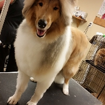 Gentle Groomer - Gentle Groomer - Pet Groomers Near Me - Phoenixville, Pennsylvania Gentle Groomer - Gentle Groomer - Pet Groomers Near Me - Phoenixville, Pennsylvania