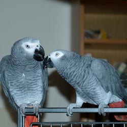 Noah's Ark Pet Crematory - Belle on the right and her friend, Hawkeye on the left. Hawkeye is missing his friend.