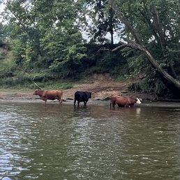 River Cows! River Cows!