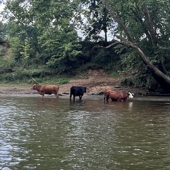 Canoe the Caney - River Cows! - Rafting/Kayaking Near Me - Silver Point, Tennessee